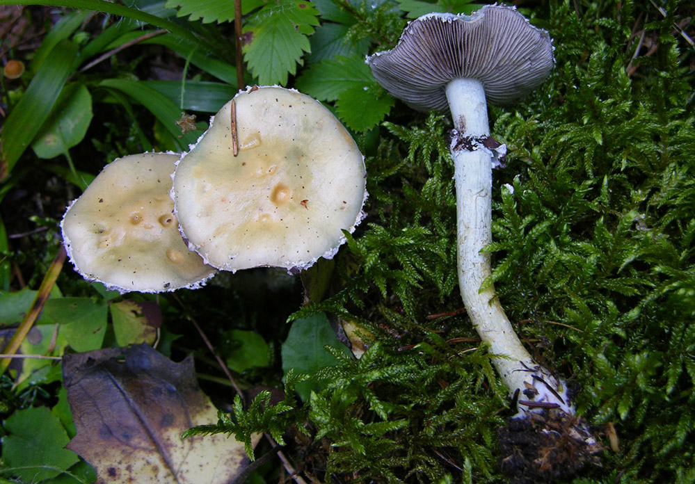 Stropharia aeruginosa (Curtis) Qul.